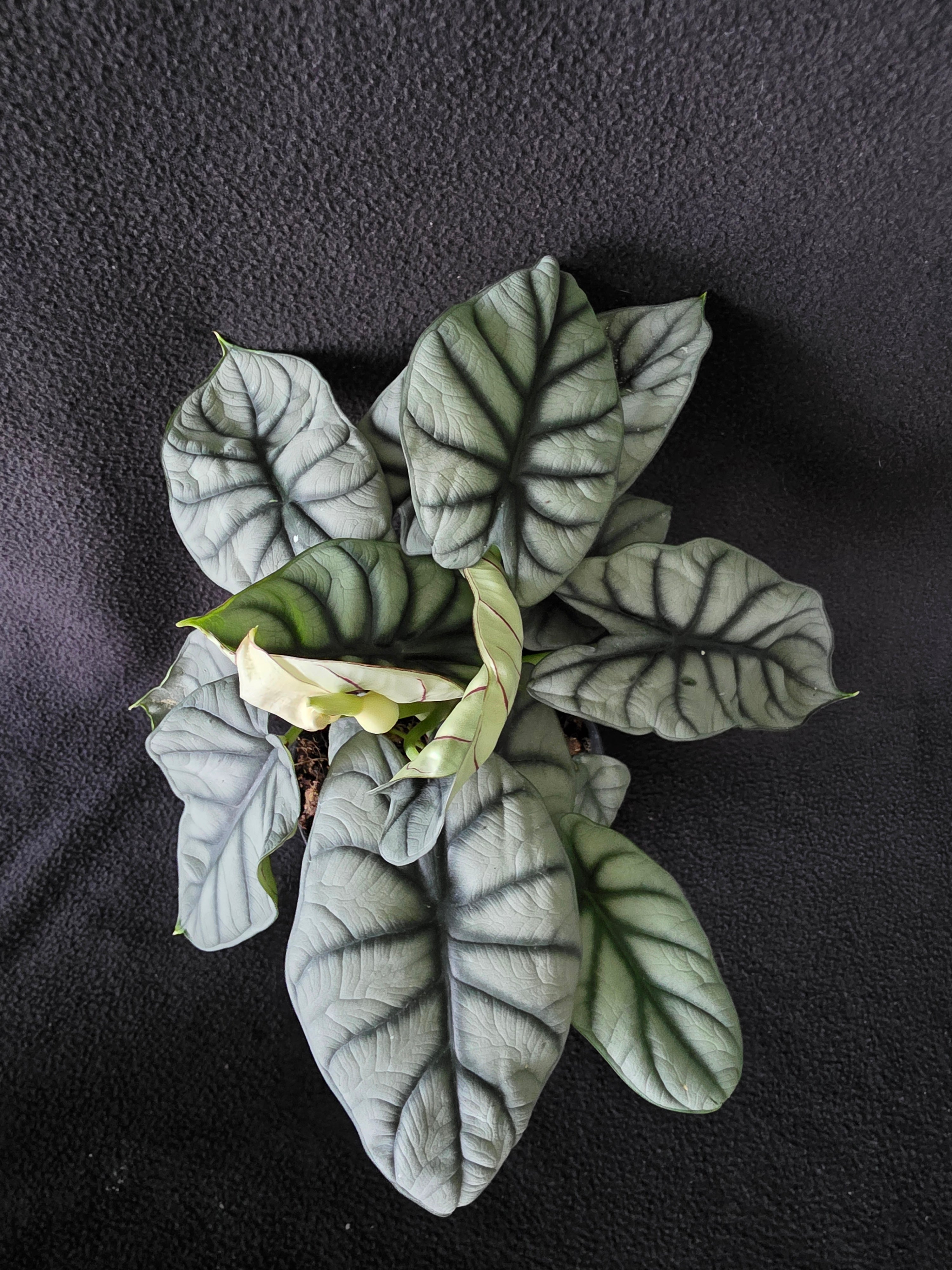 Alocasia Silver Dragon – 6 Inch Pot