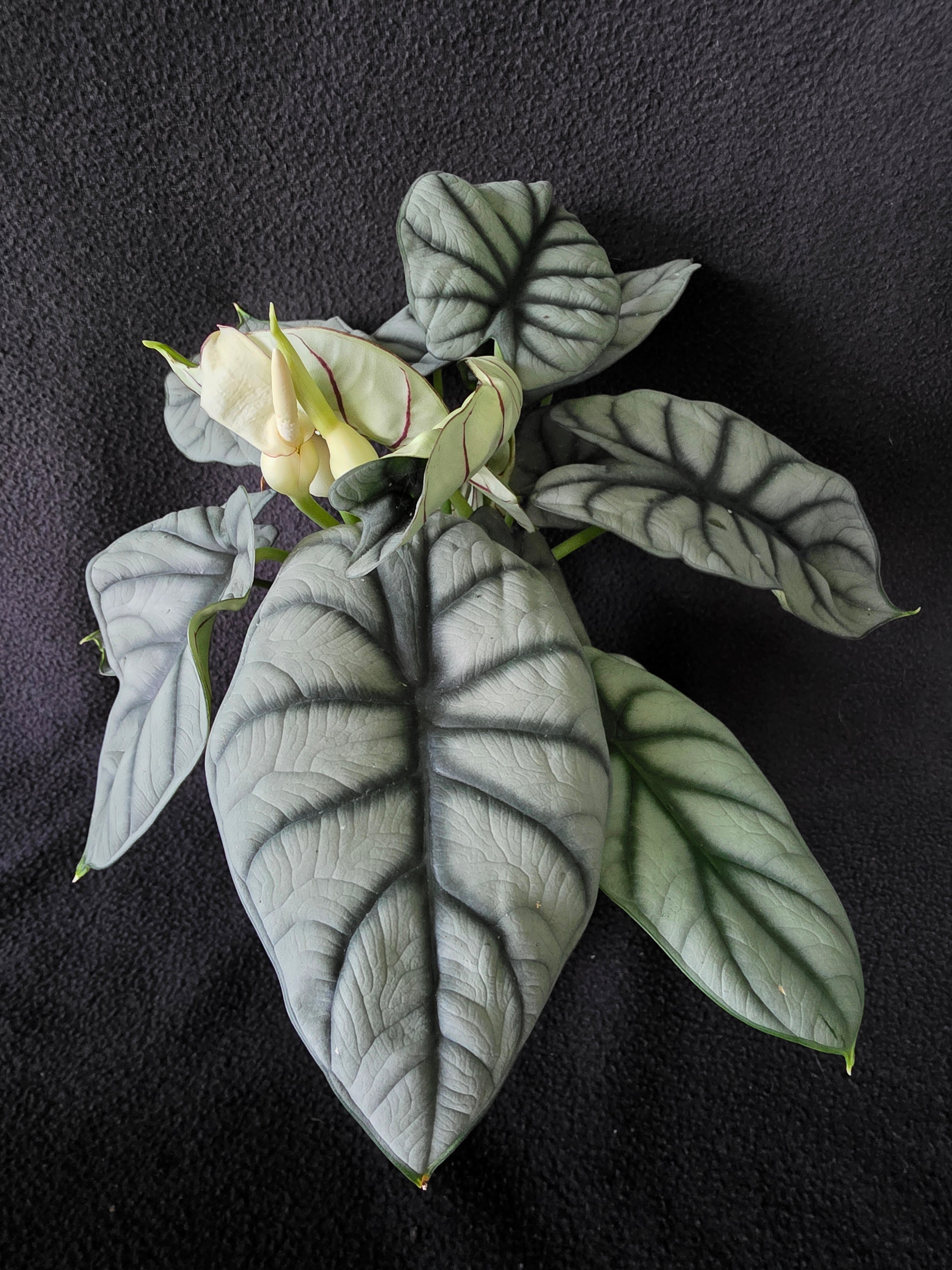 Alocasia Silver Dragon – 6 Inch Pot