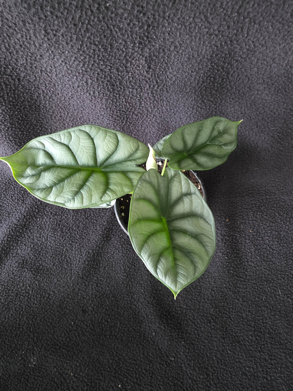 Alocasia Silver Dragon – 4 Inch Pot