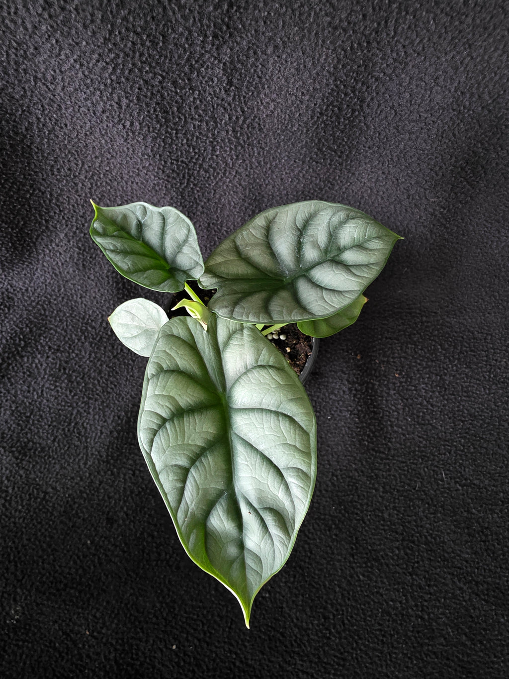 Alocasia Silver Dragon – 4 Inch Pot
