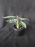 Alocasia Silver Dragon – 4 Inch Pot