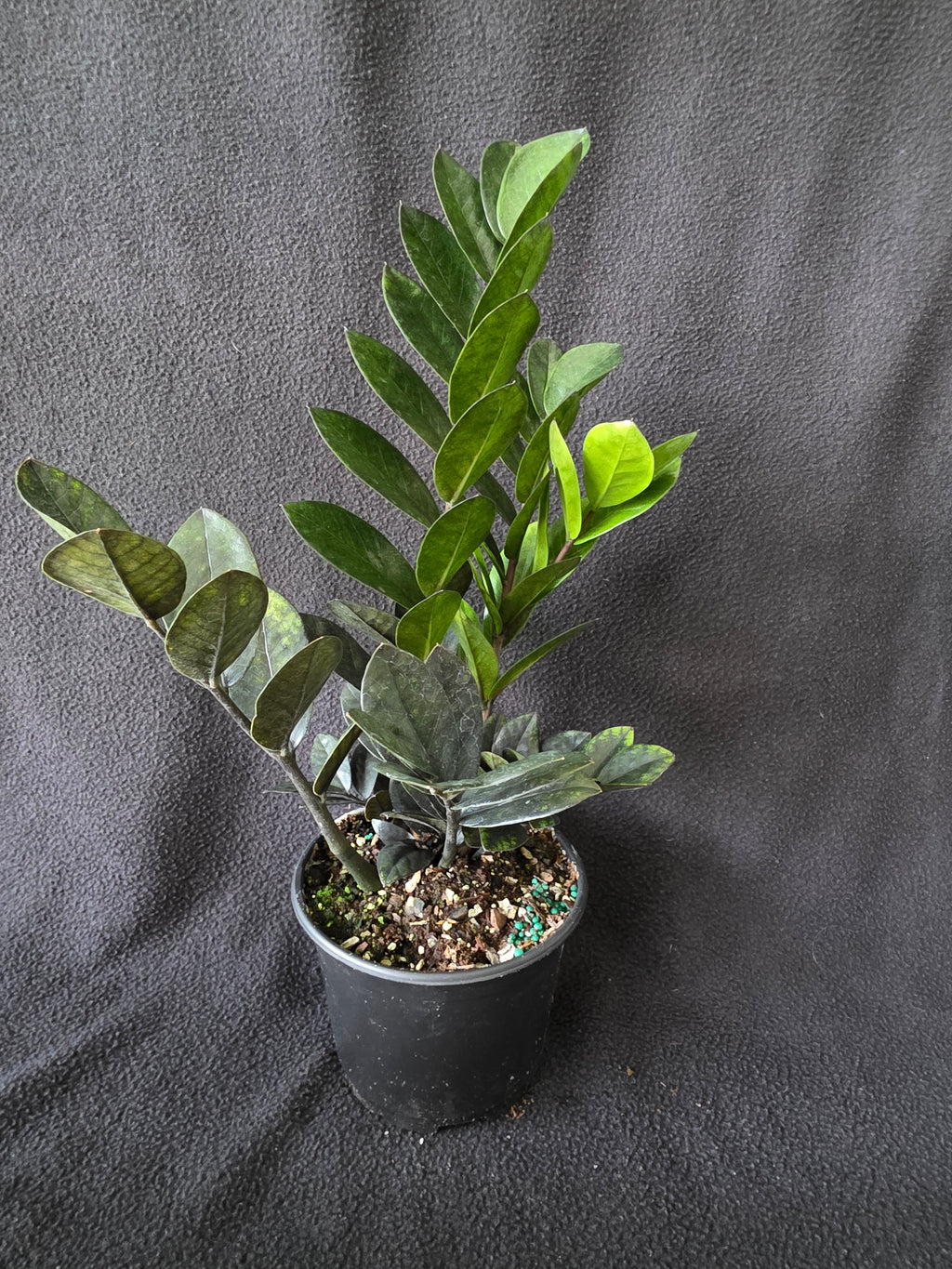 ZZ Black Raven 6 Inch Pot