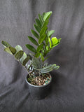 ZZ Black Raven 6 Inch Pot