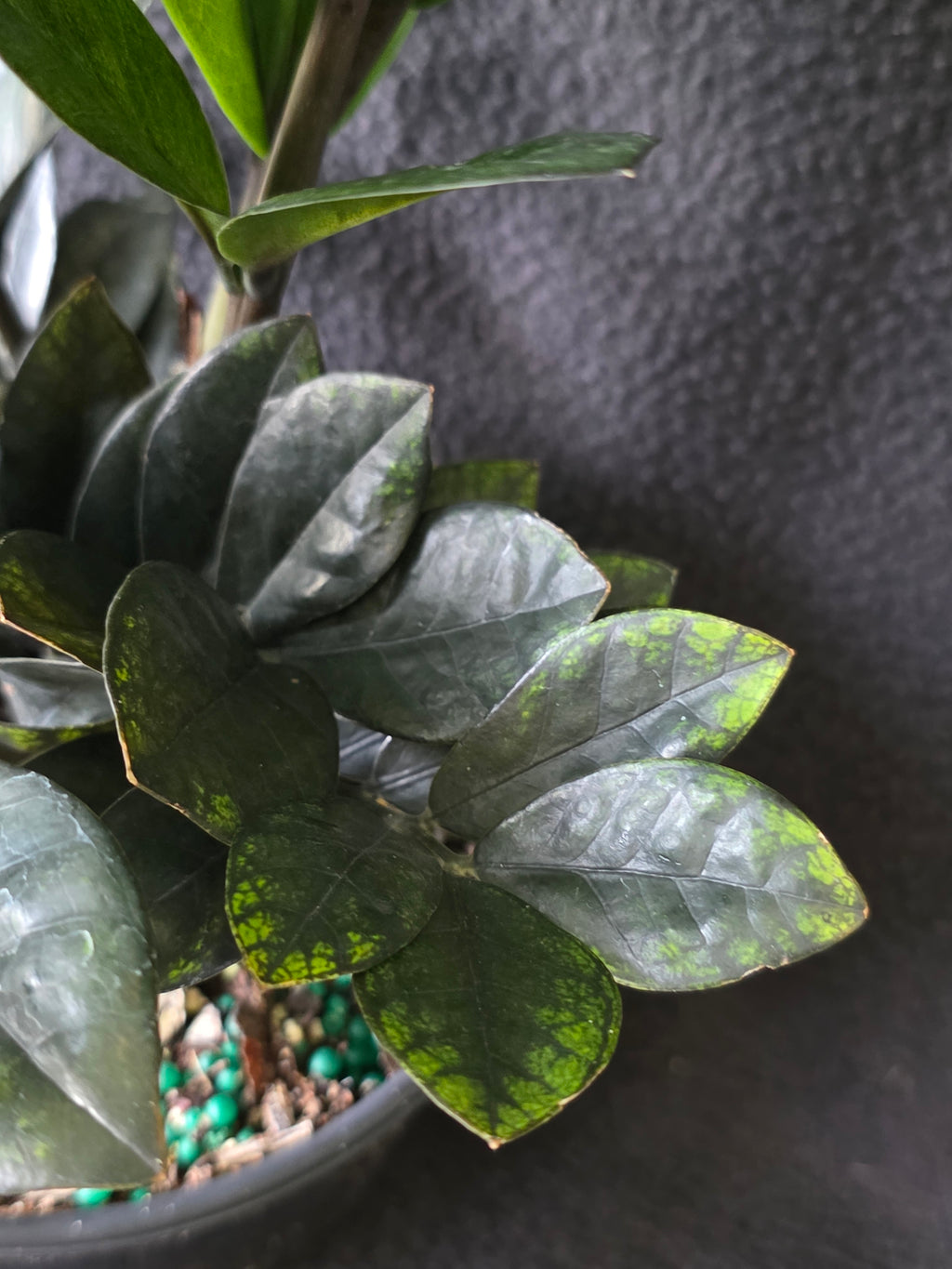ZZ Black Raven 6 Inch Pot