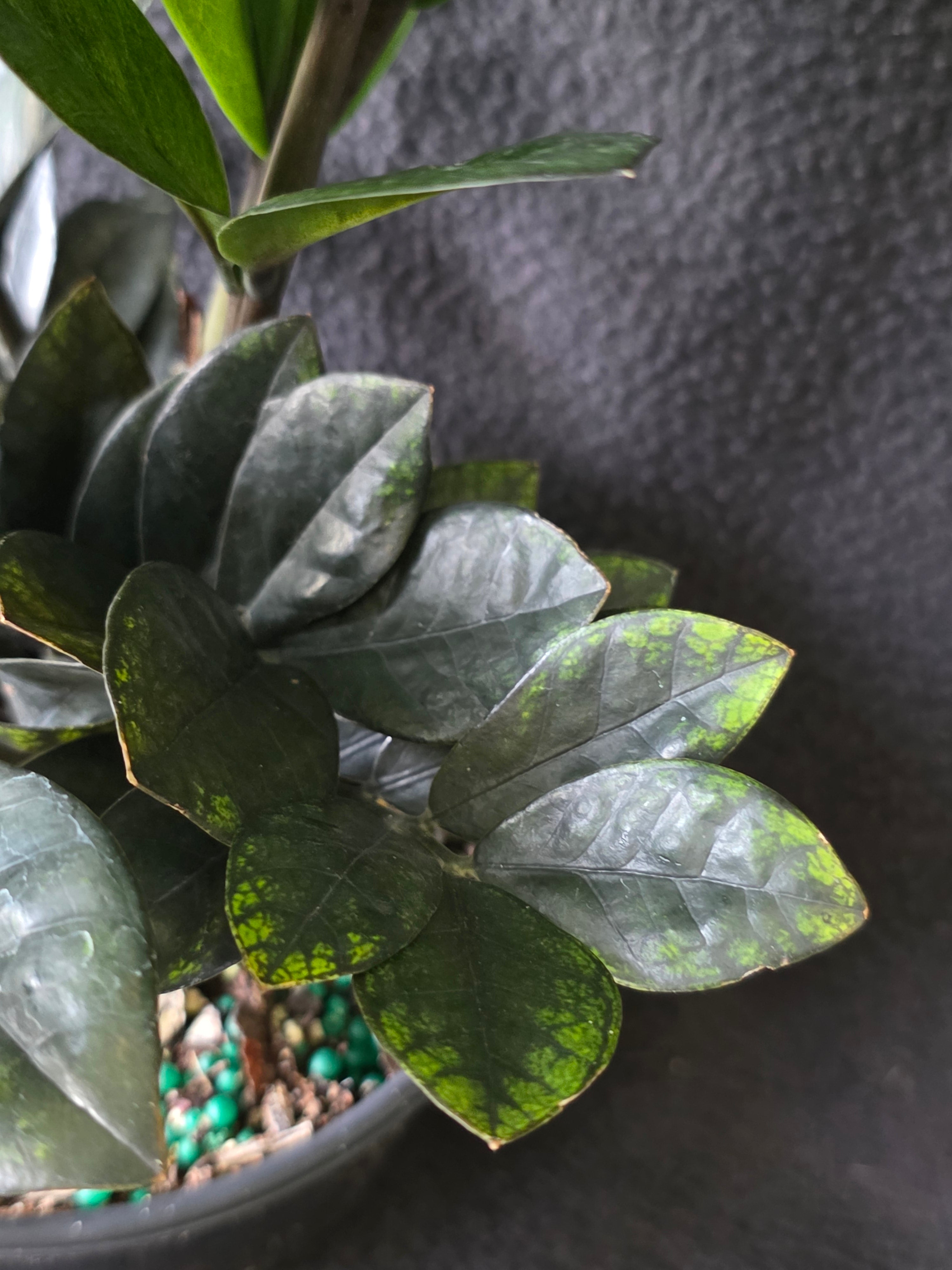 ZZ Black Raven 6 Inch Pot