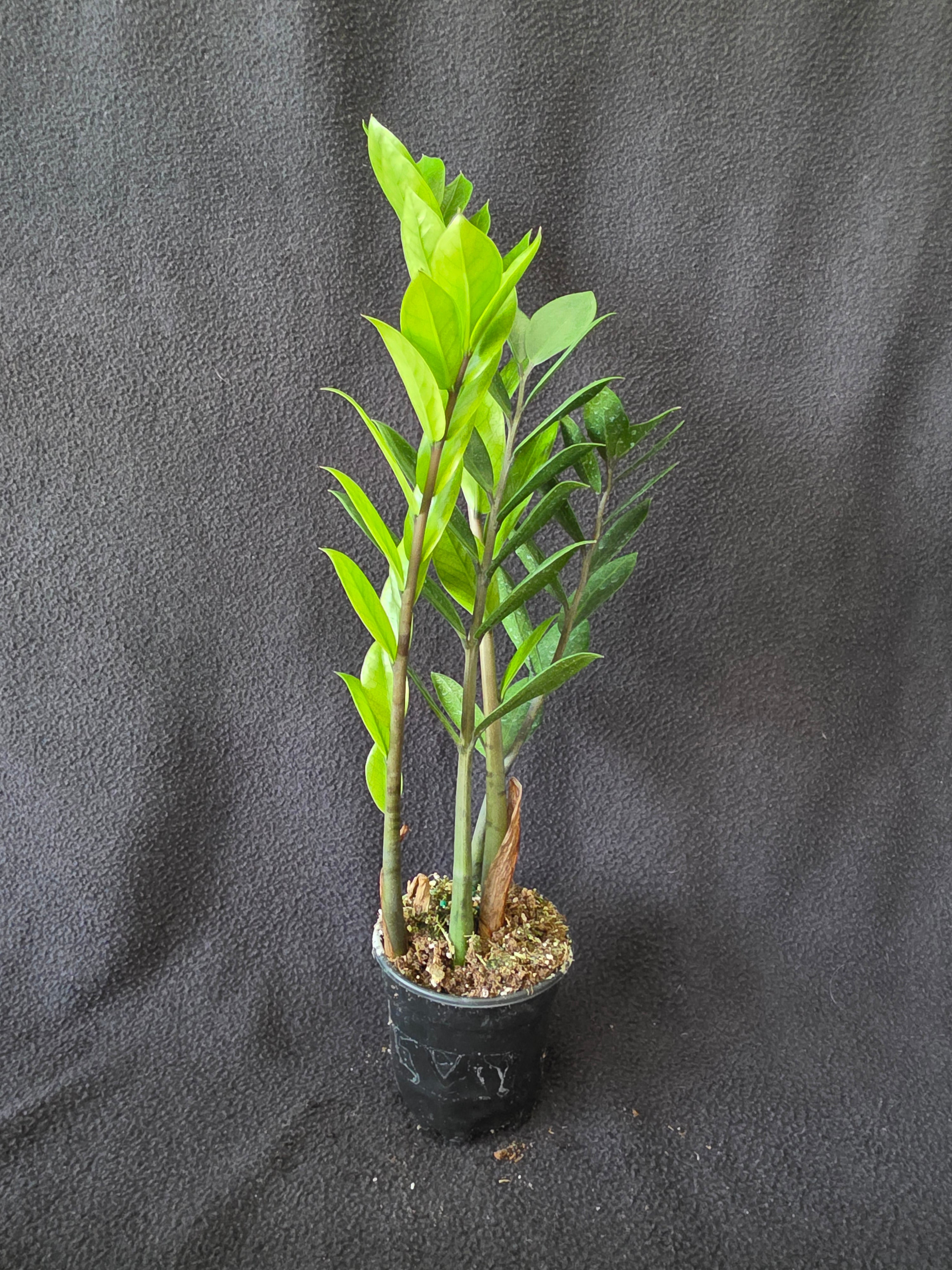 ZZ Chameleon 4 Inch Pot