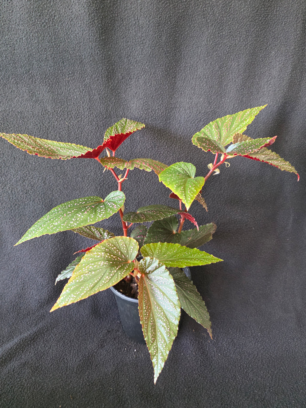 Begonia Pink Spot Maculata 6 Inch Pot