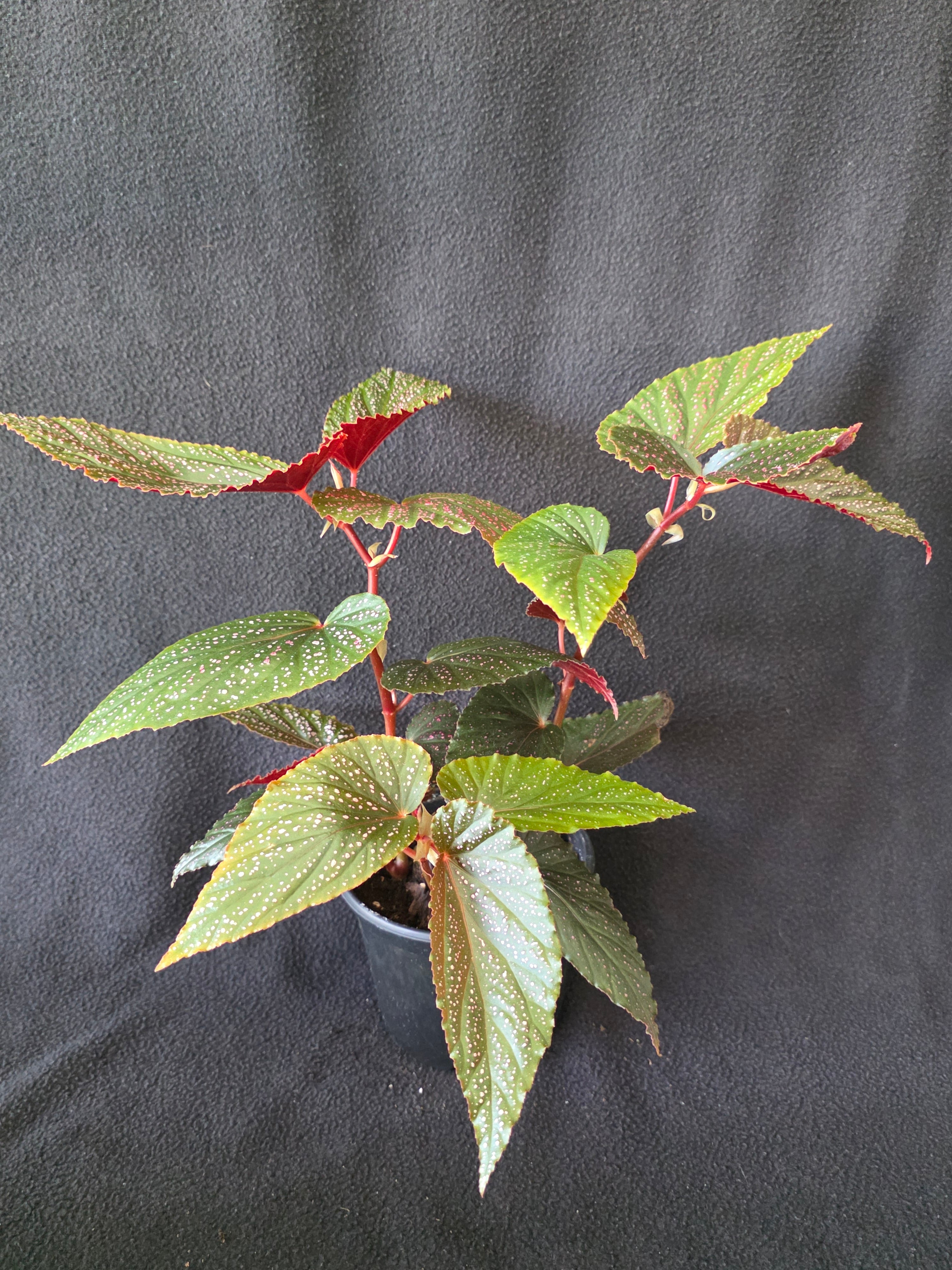 Begonia Pink Spot Maculata 6 Inch Pot
