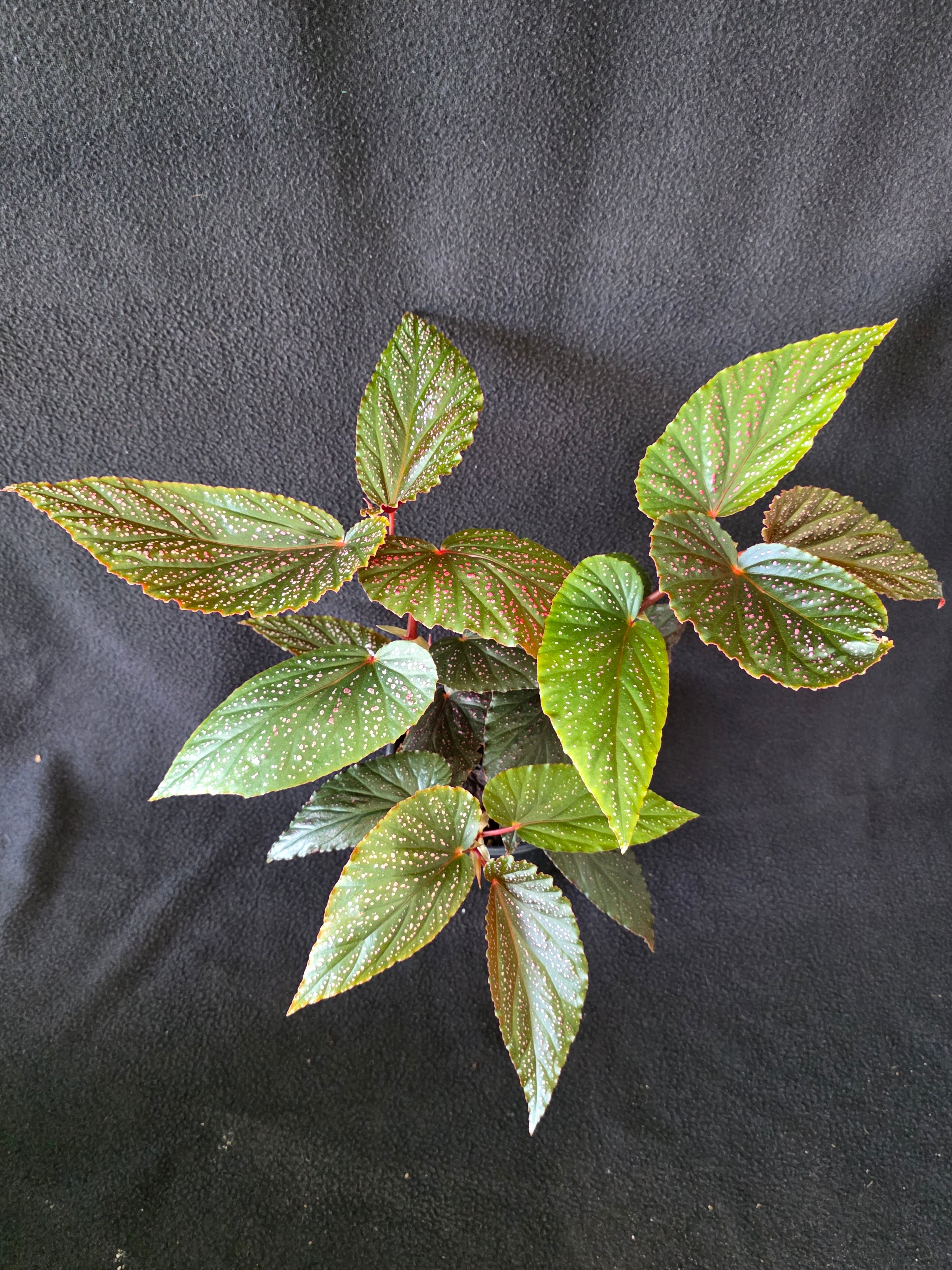 Begonia Pink Spot Maculata 6 Inch Pot