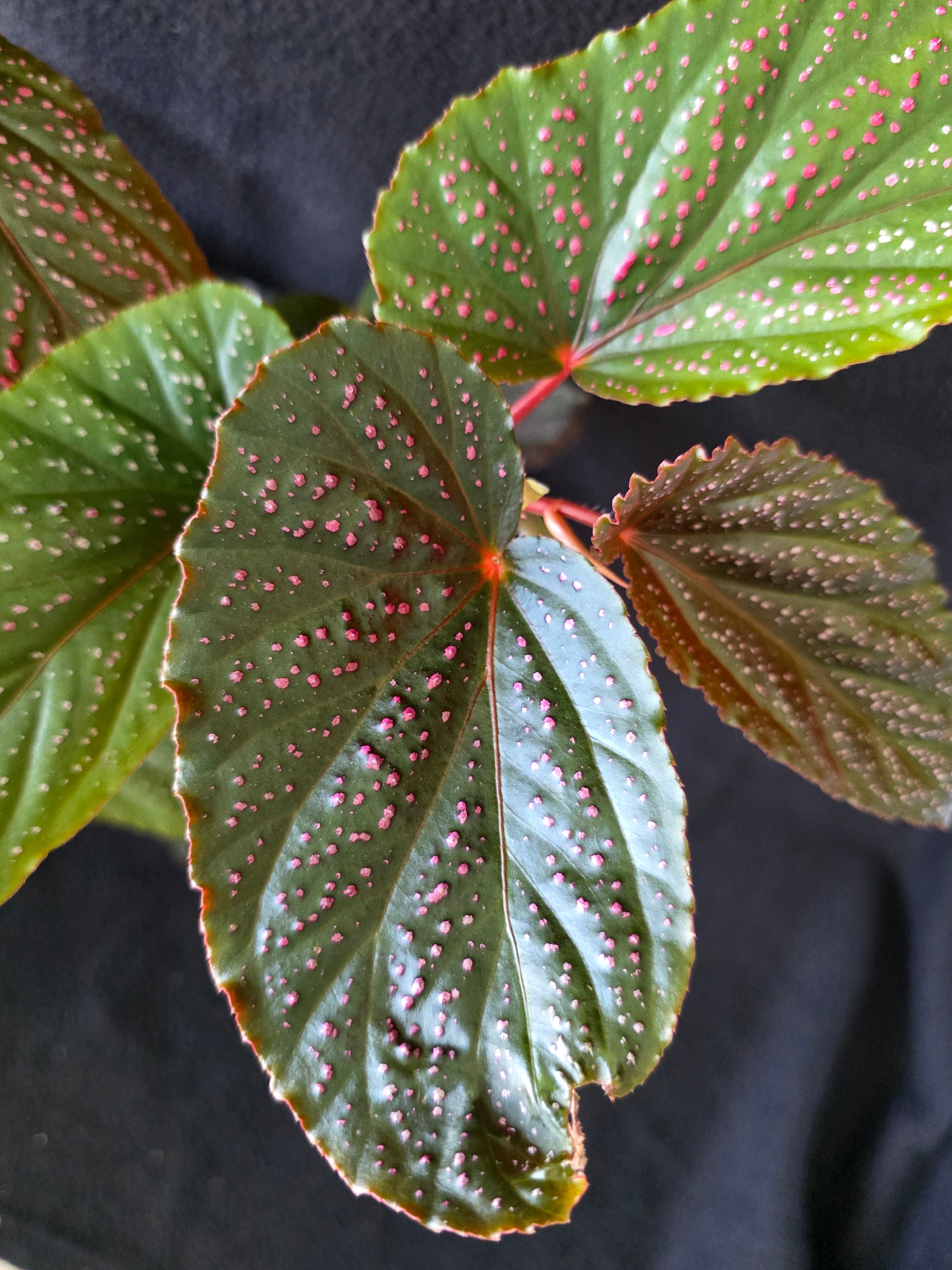 Begonia Pink Spot Maculata 6 Inch Pot