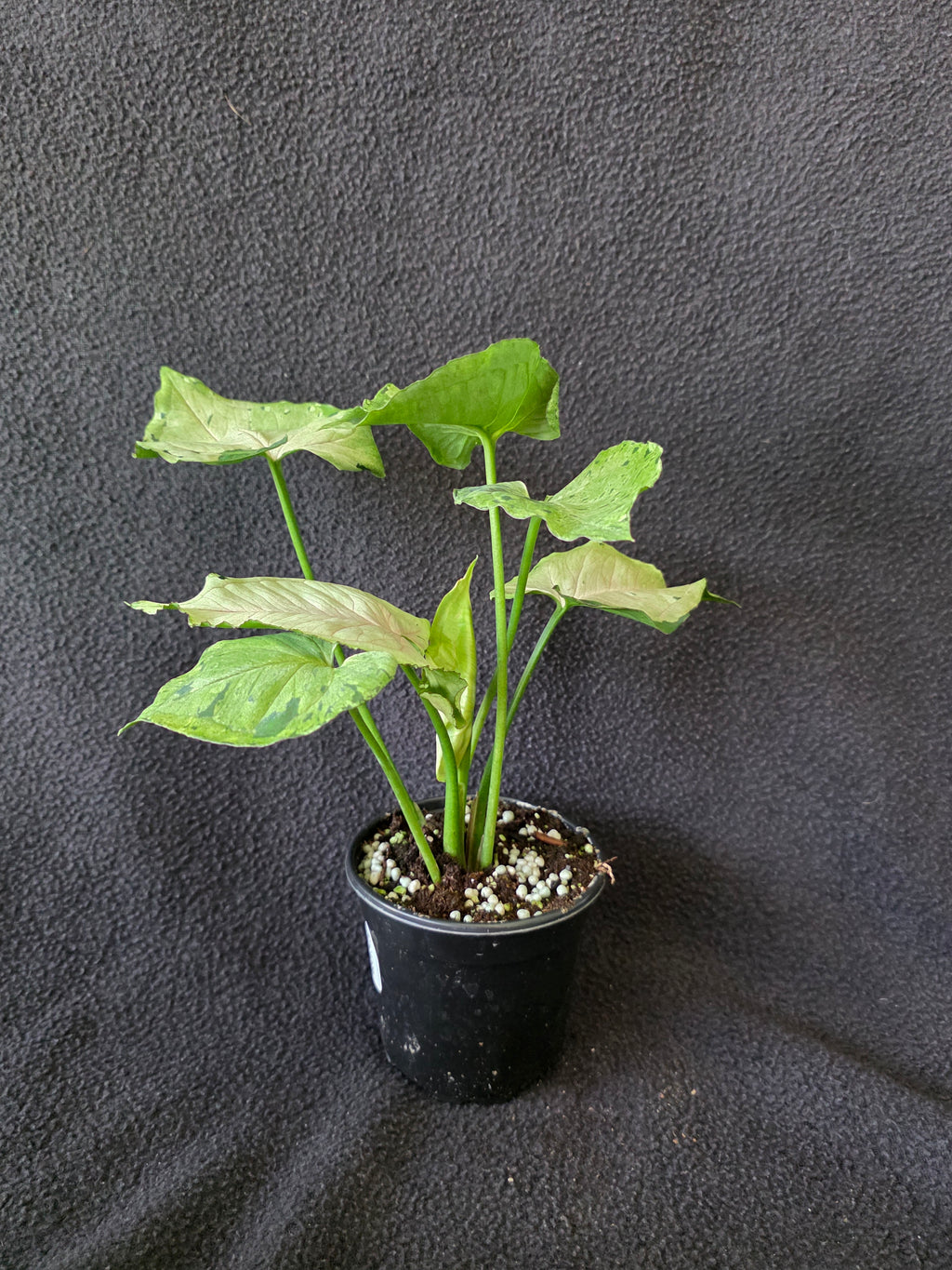 Syngonium Green Splash 4 Inch Pot