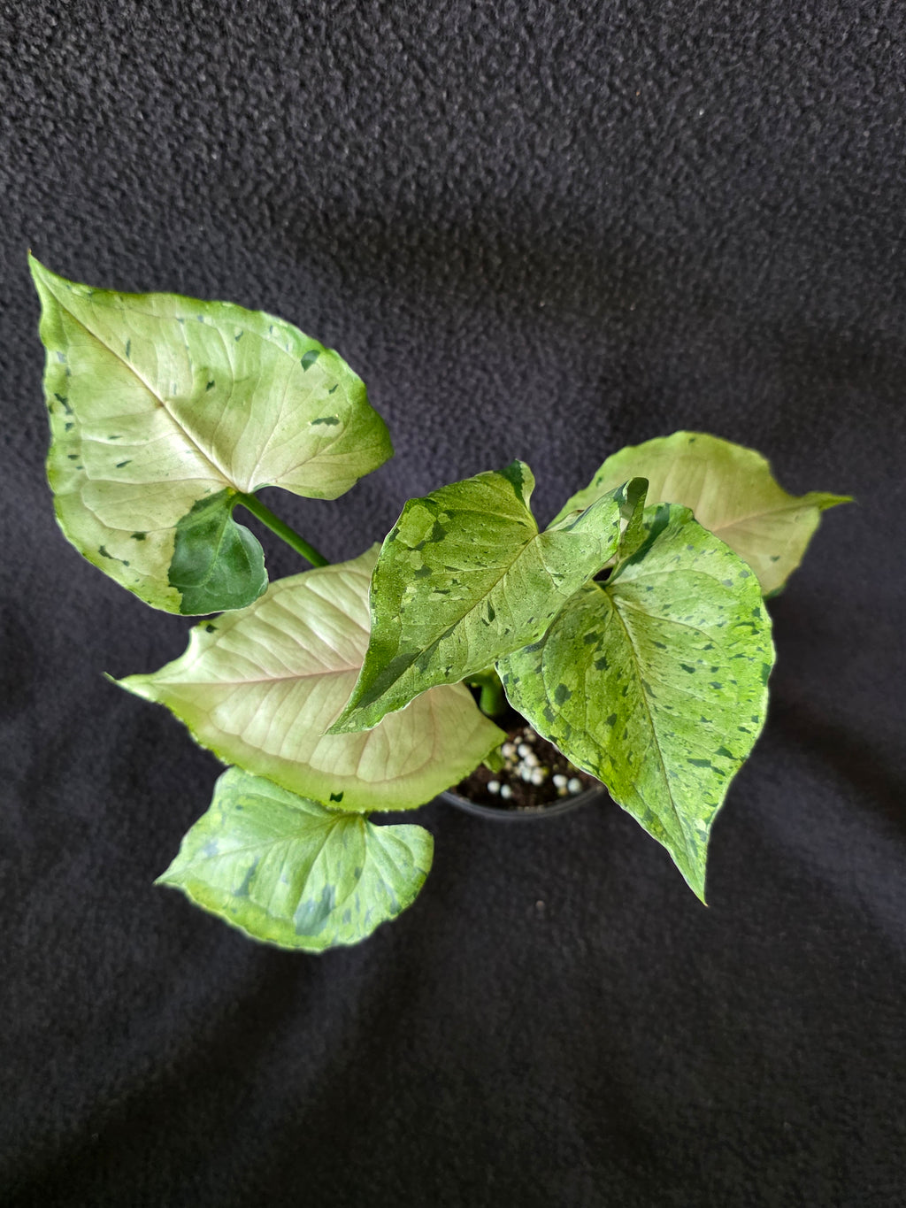 Syngonium Green Splash 4 Inch Pot