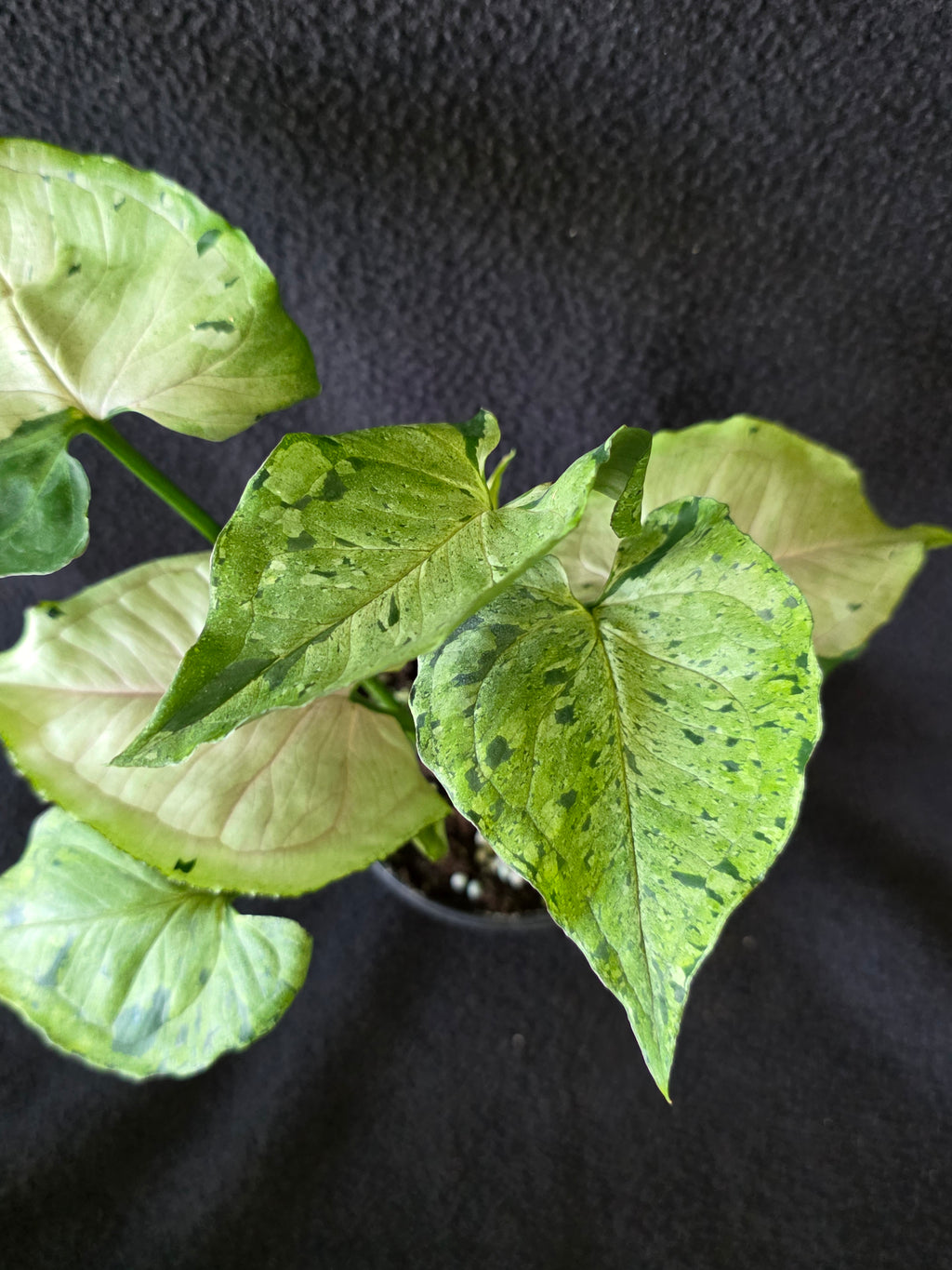 Syngonium Green Splash 4 Inch Pot