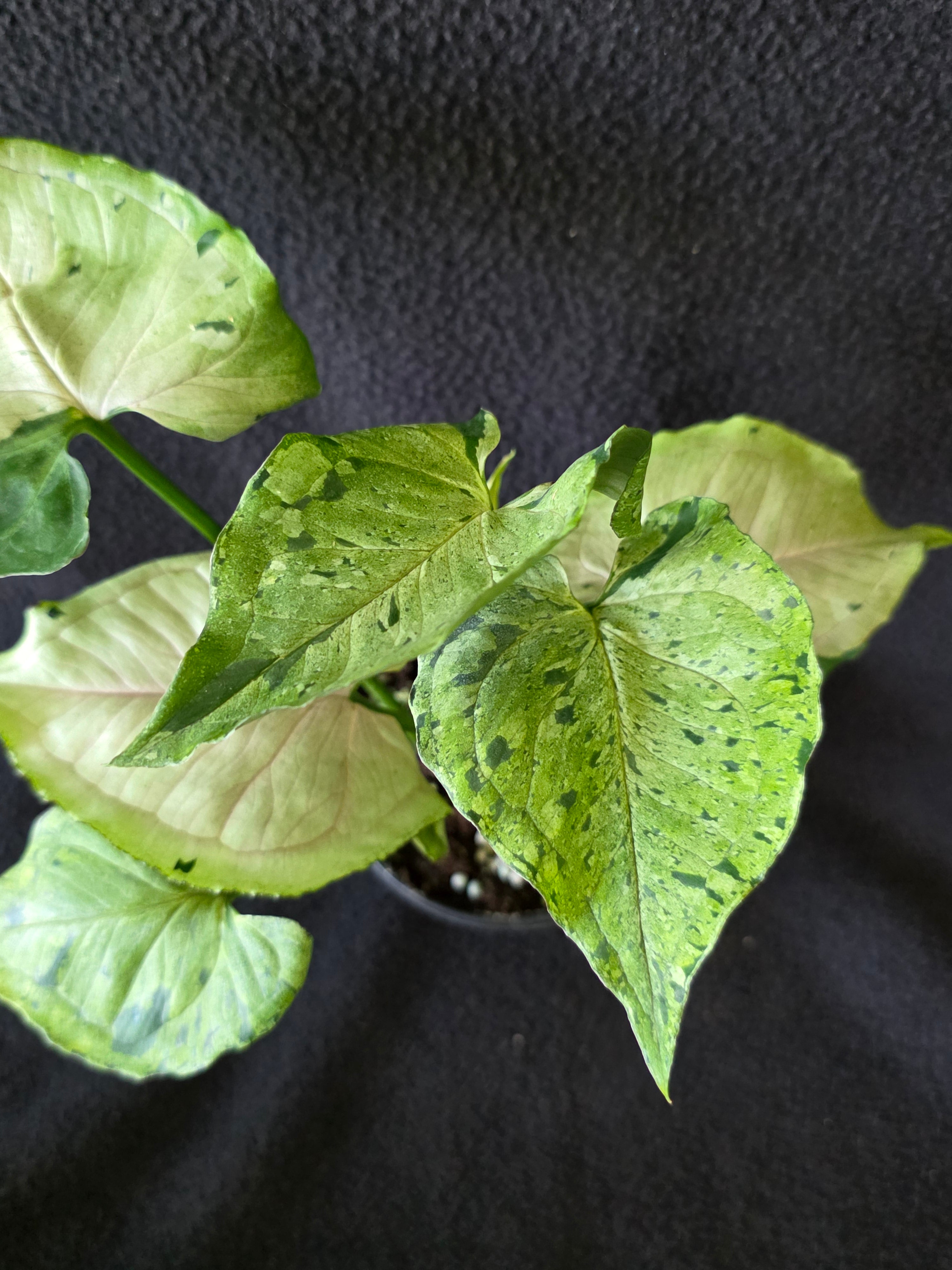 Syngonium Green Splash 4 Inch Pot