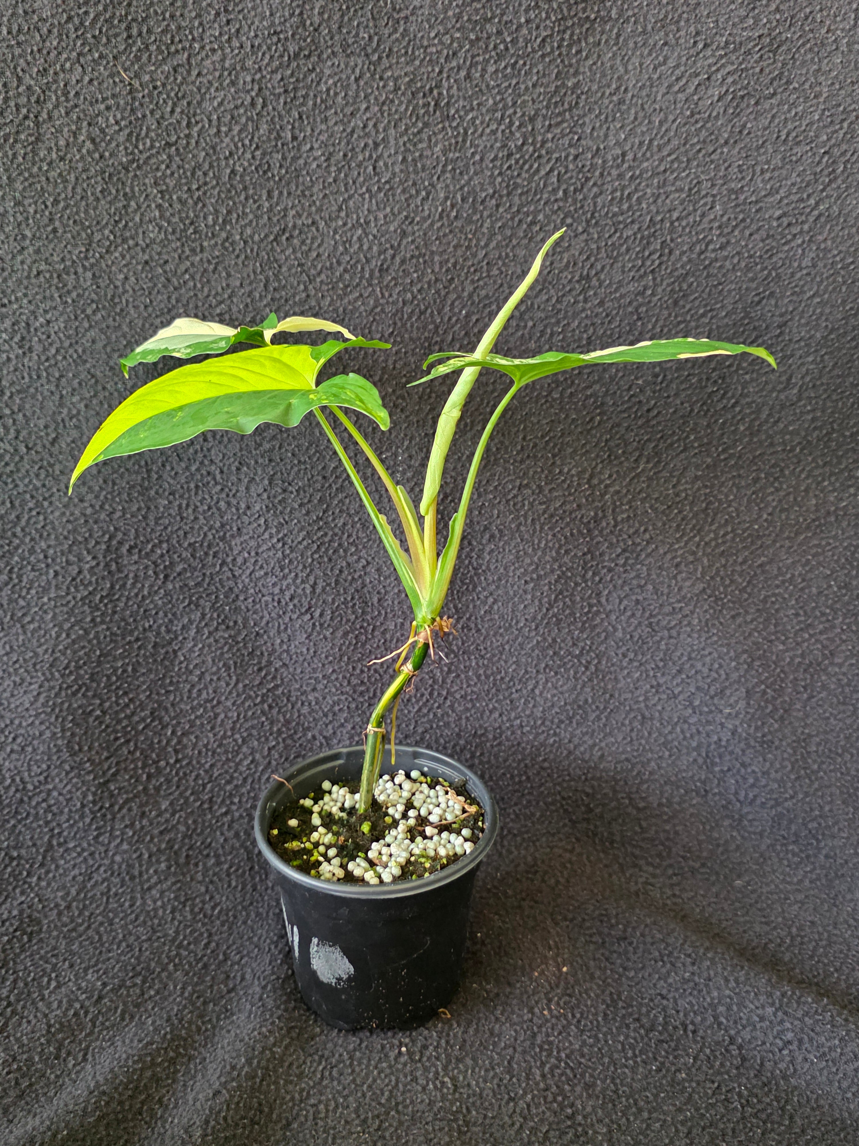 Syngonium Aurea 4 Inch Pot