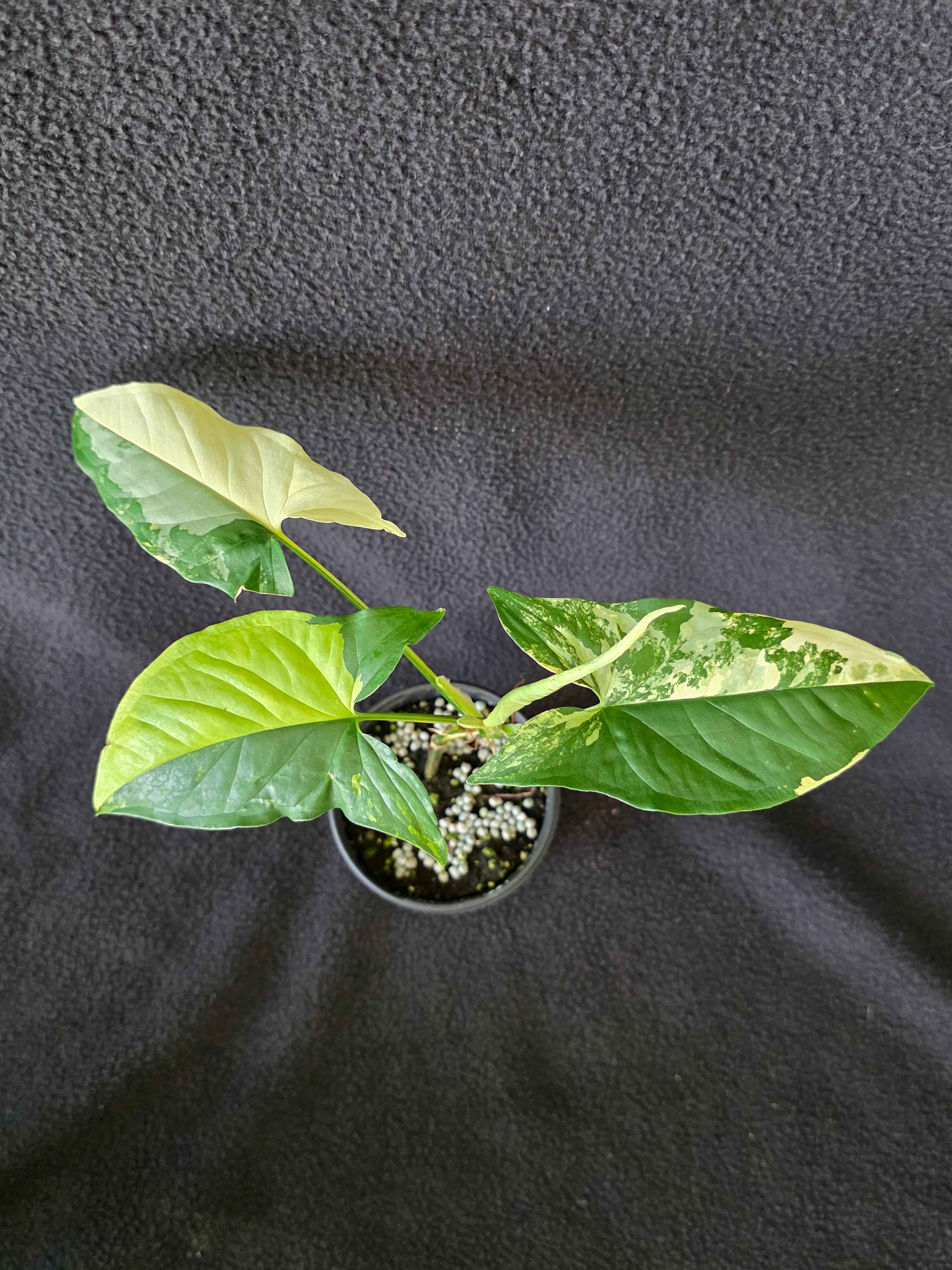Syngonium Aurea 4 Inch Pot