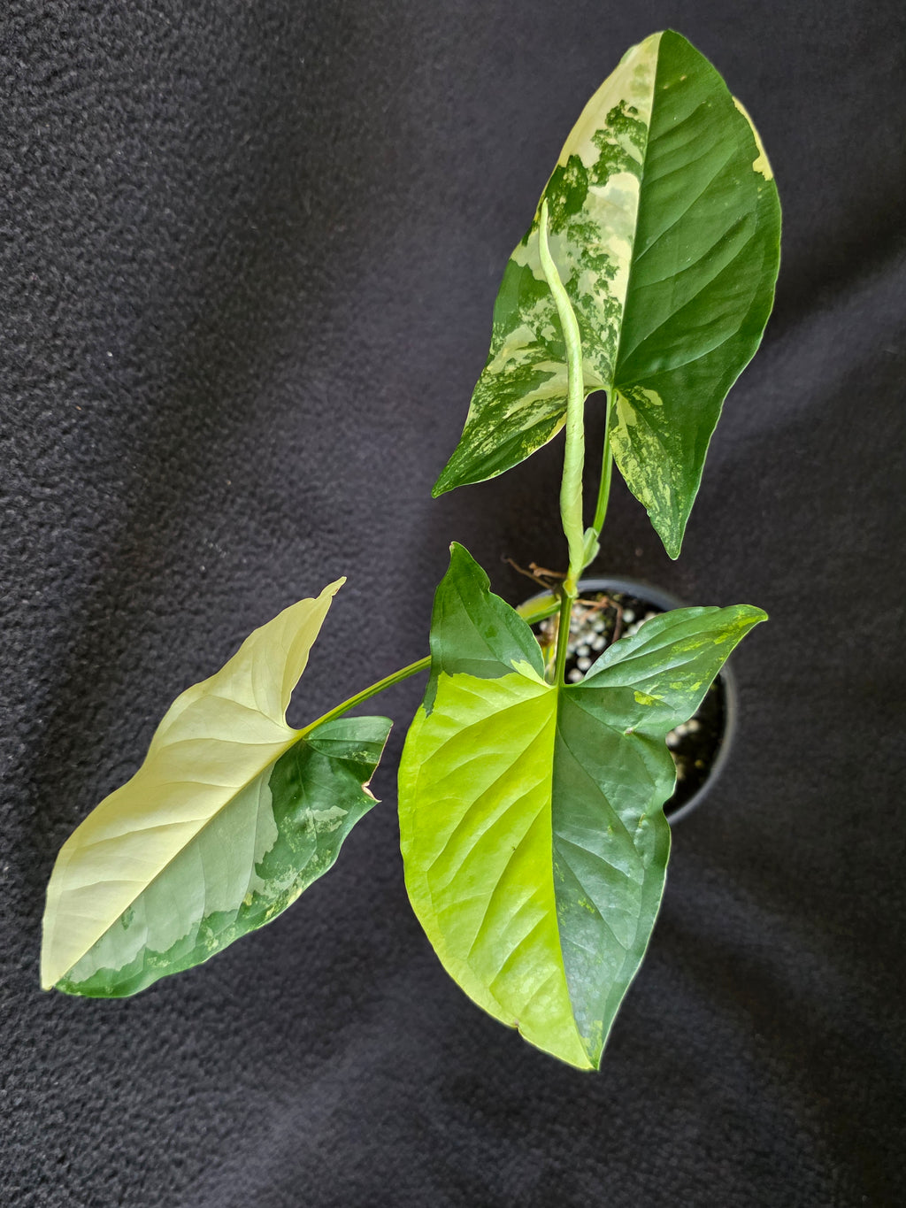 Syngonium Aurea 4 Inch Pot