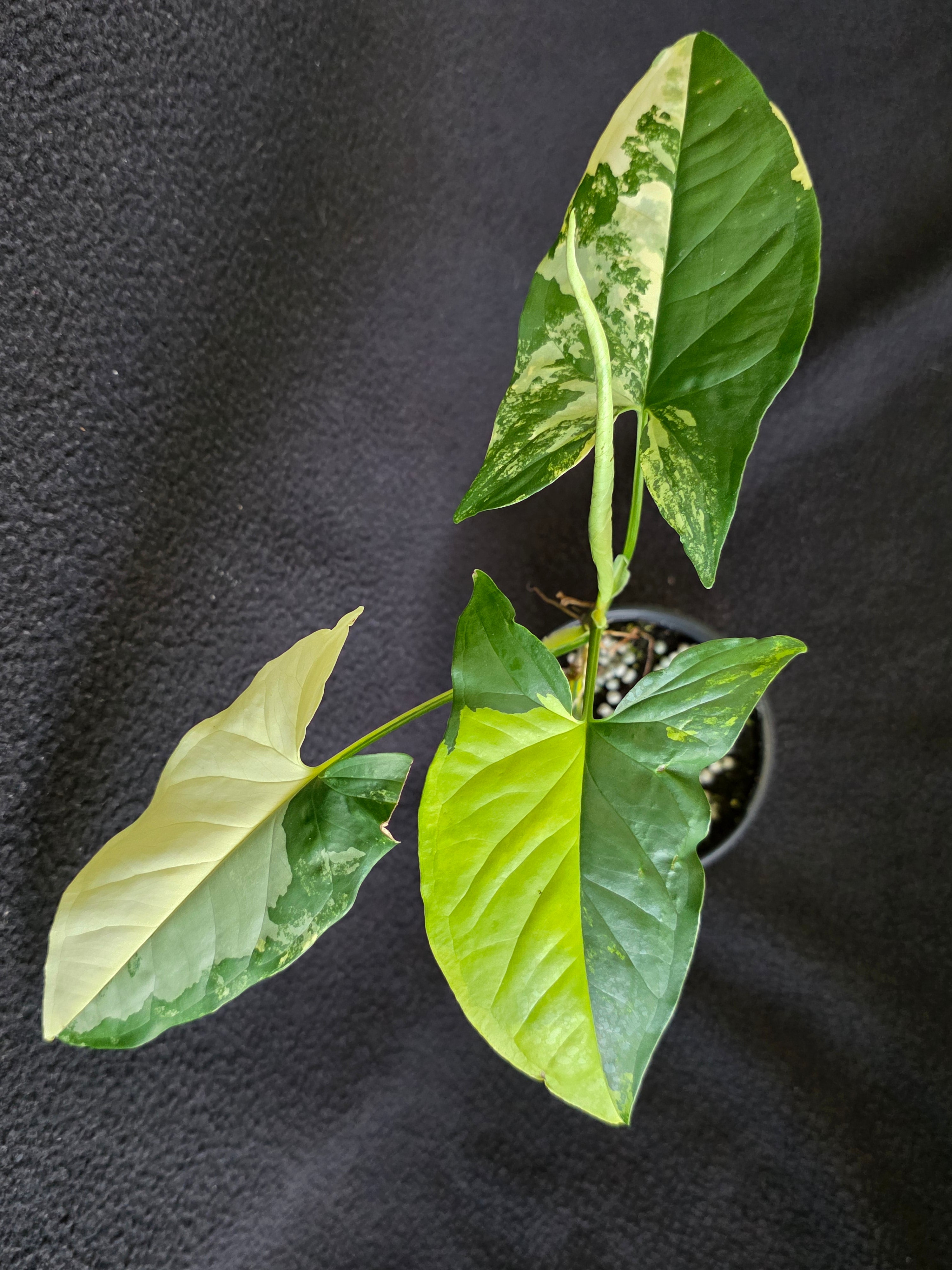 Syngonium Aurea 4 Inch Pot