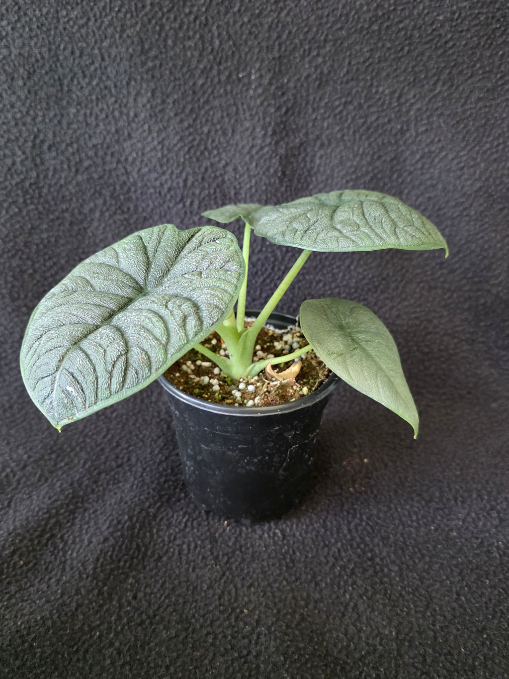 Alocasia Melo 4 Inch Pot