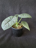 Alocasia Melo 4 Inch Pot