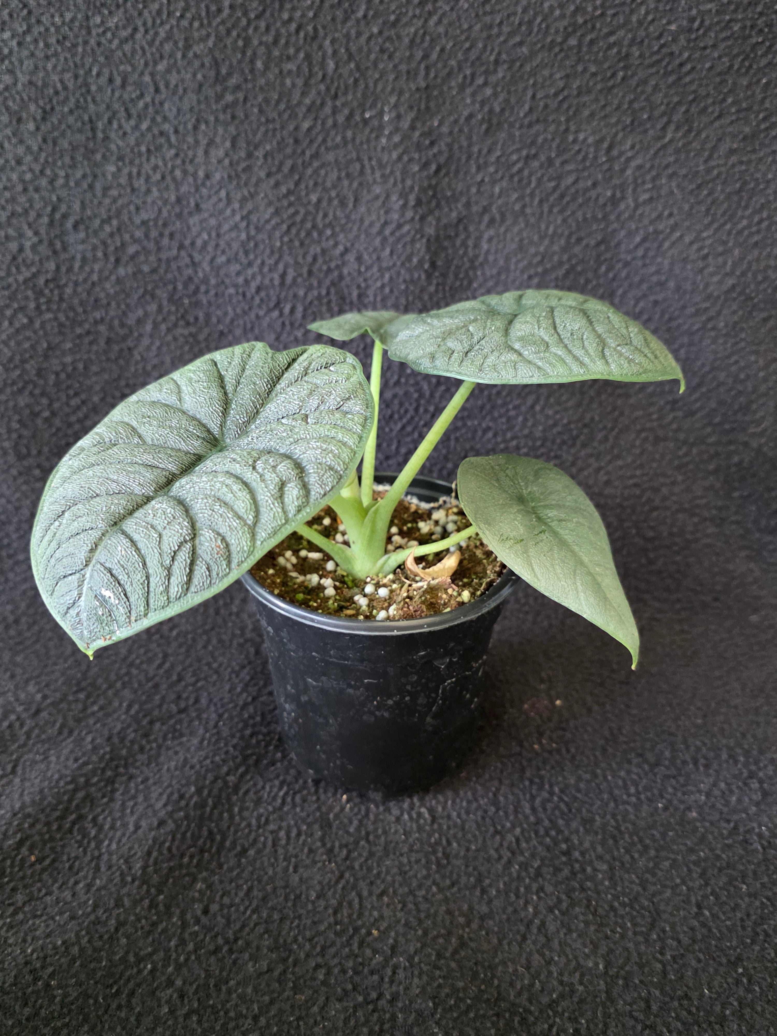 Alocasia Melo 4 Inch Pot