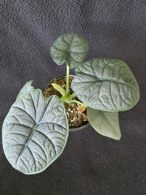 Alocasia Melo 4 Inch Pot