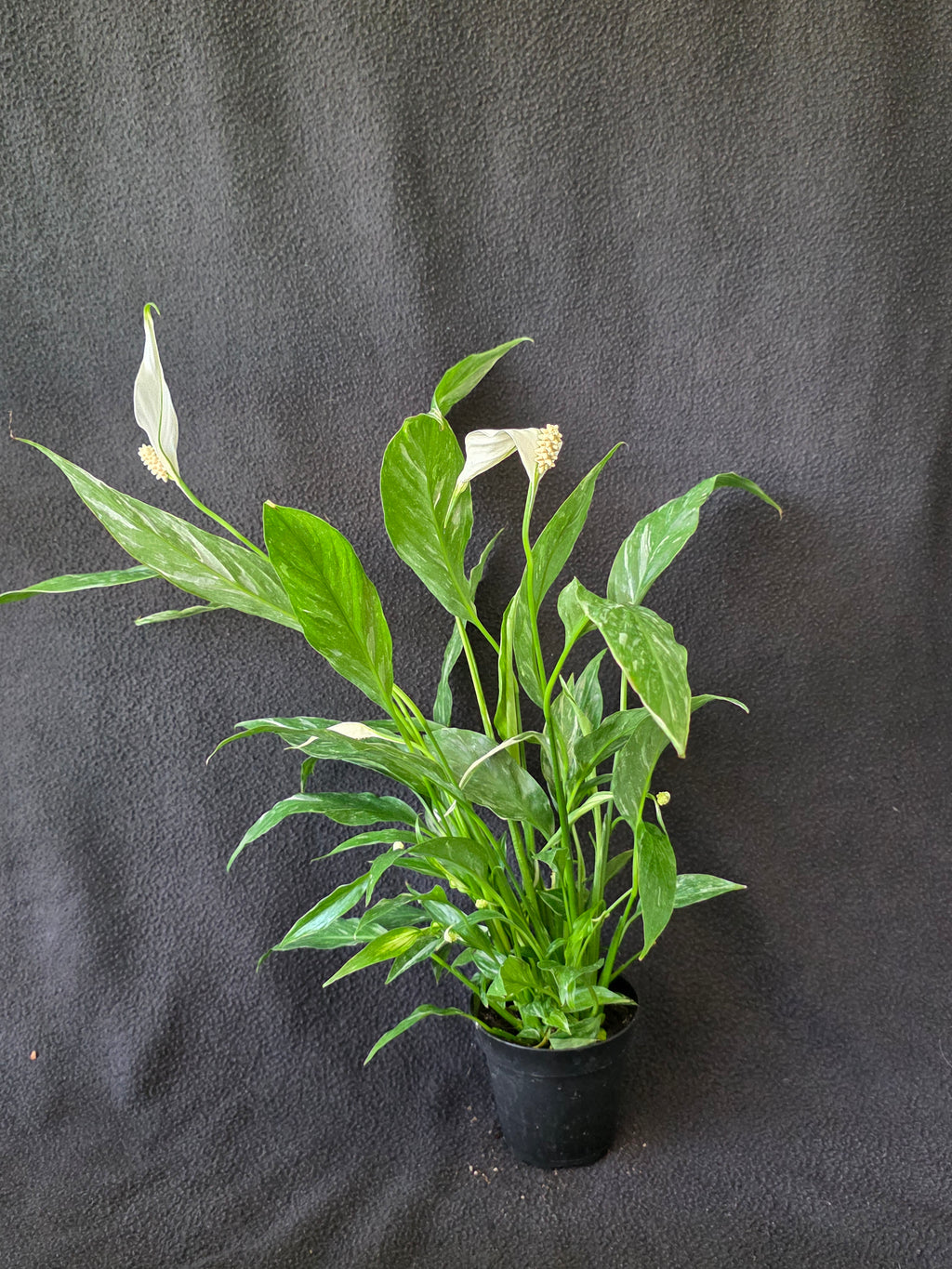 Variegated Peace Lily 4 Inch Pot