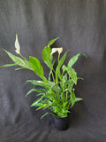 Variegated Peace Lily 4 Inch Pot