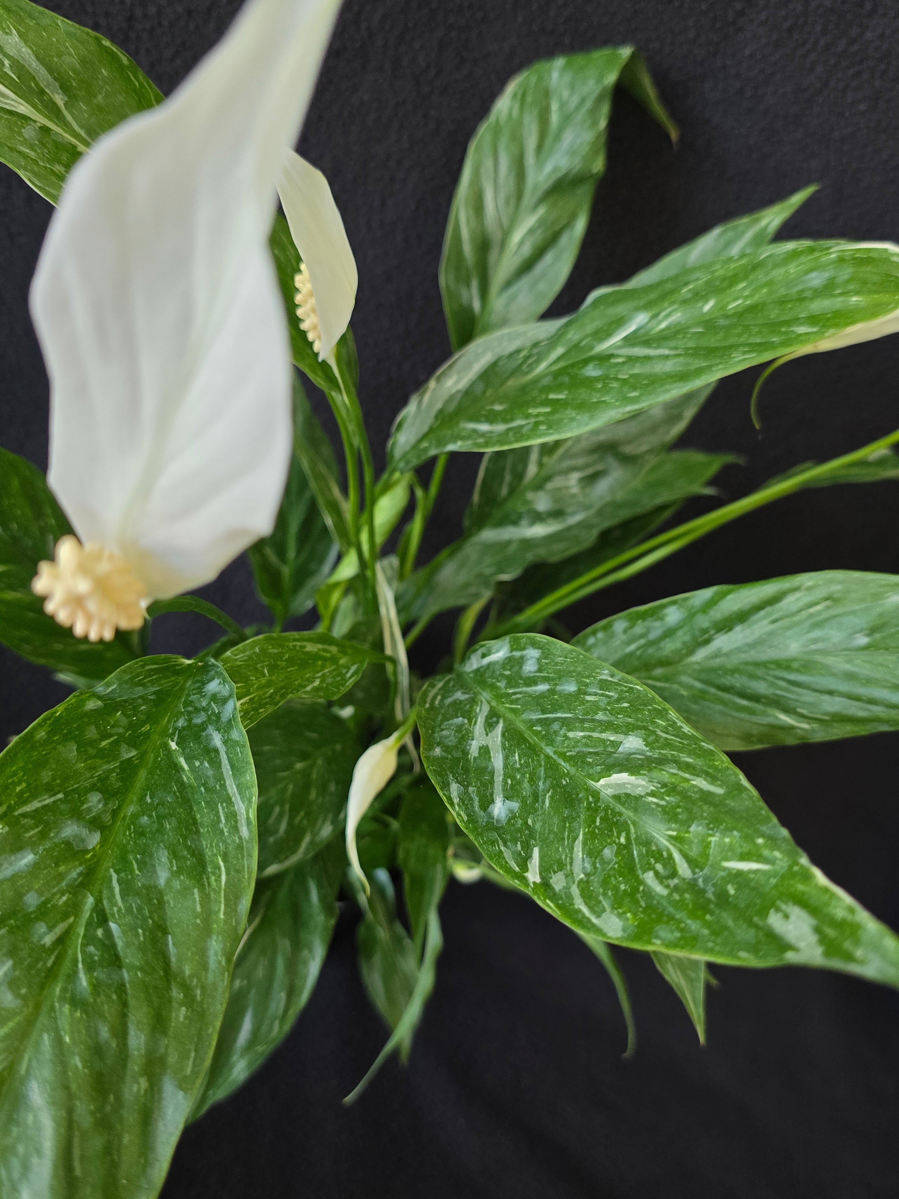 Variegated Peace Lily 4 Inch Pot