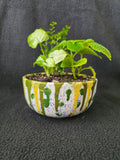 Drip Glaze Bowl Garden Arrangement