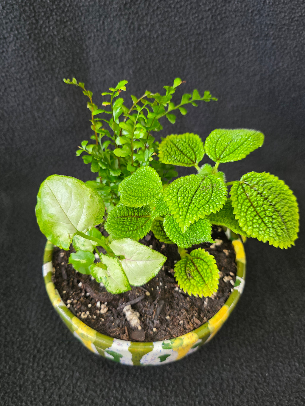 Drip Glaze Bowl Garden Arrangement